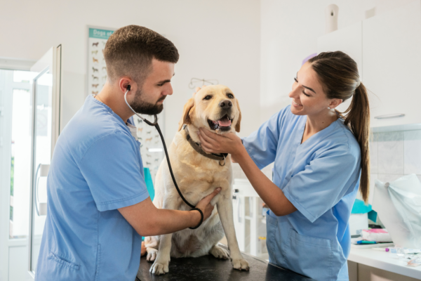 The Value of Financial Advice for Veterinarians thumbnail