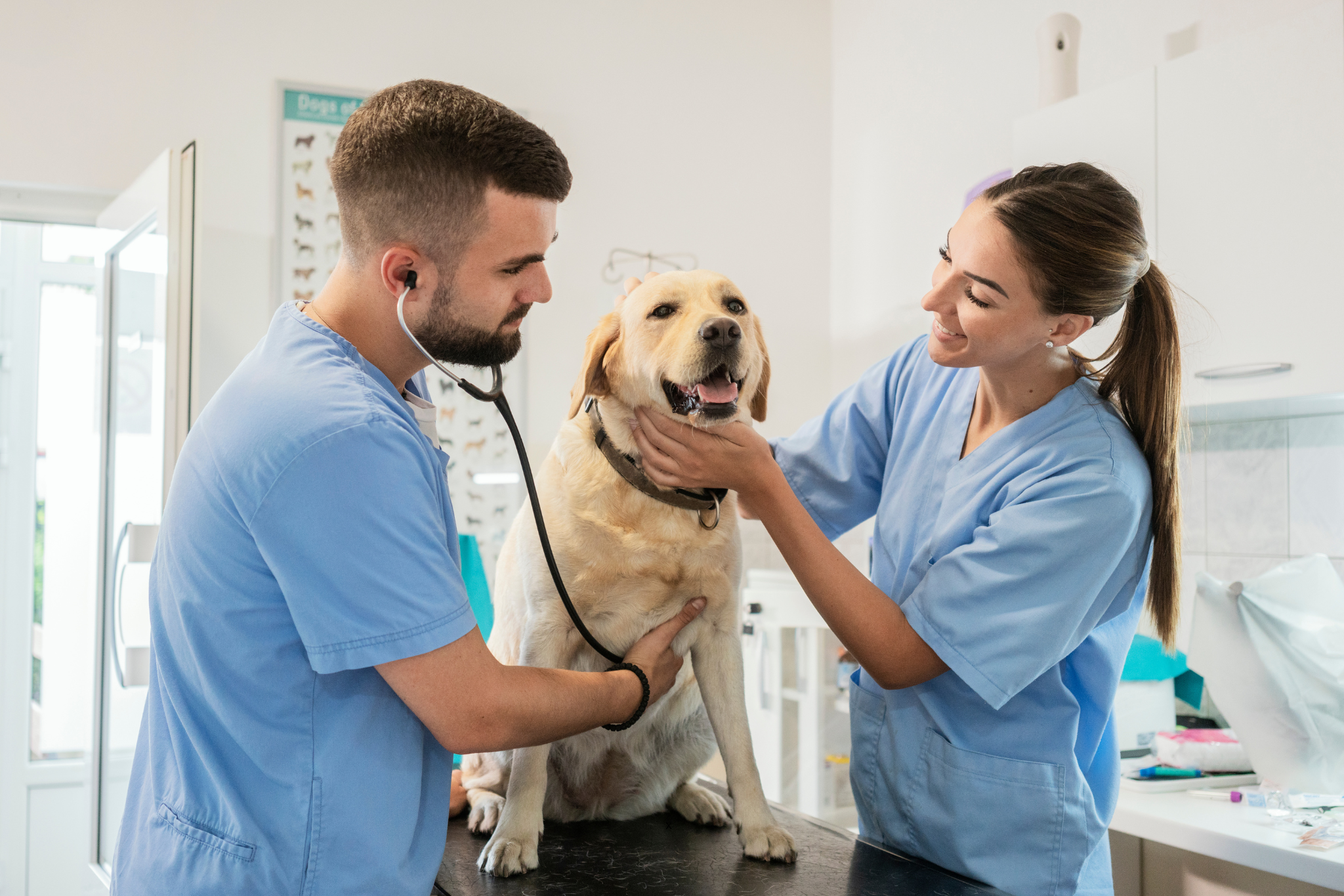 Financial Advice for Veterinarians: Two veterinarians in blue scrubs are examining a happy Labrador Retriever in a veterinary clinic.